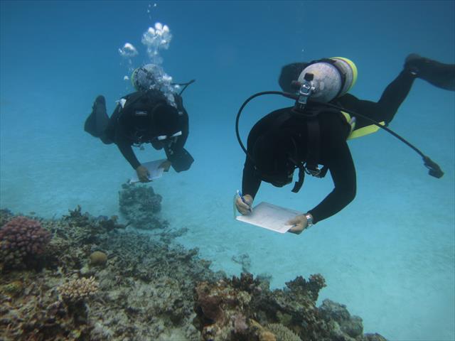 サンゴ・環境保全計画