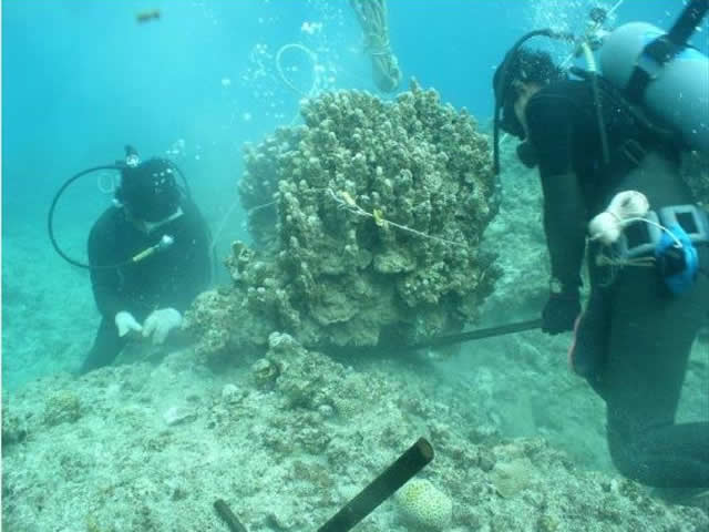 サンゴ・環境保全計画