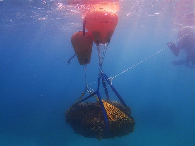 サンゴ・環境保全計画