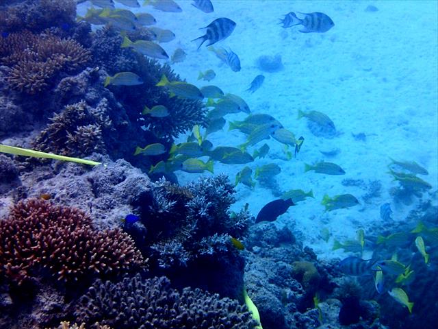 サンゴ・環境保全計画