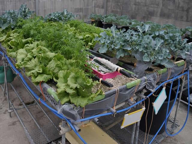 施設栽培の計画・設計・再生