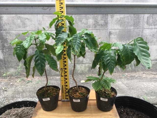 海施設栽培の計画・設計・再生